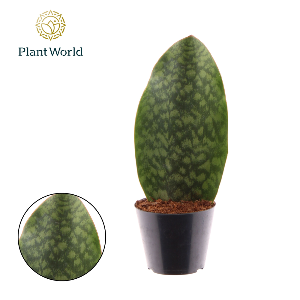 Sansevieria ‘Masoniana’ Whale Fin.
