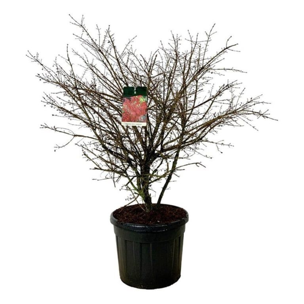 Euonymus alatus 'Compactus'.