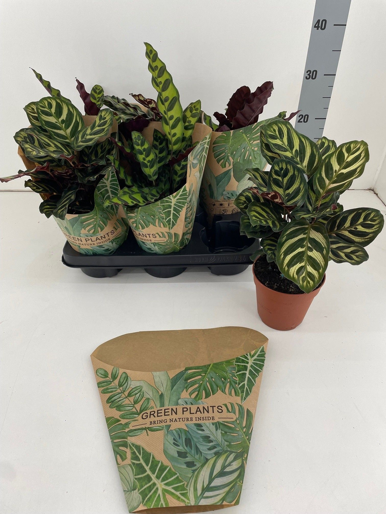 Calathea mix MAKO-INSIGNIS P12.