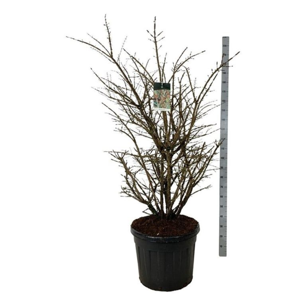 Euonymus alatus.