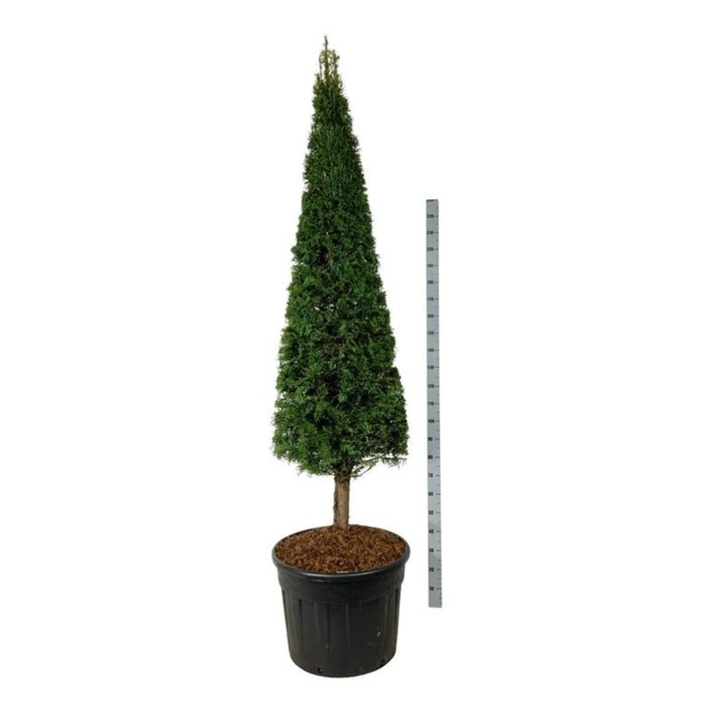 565506