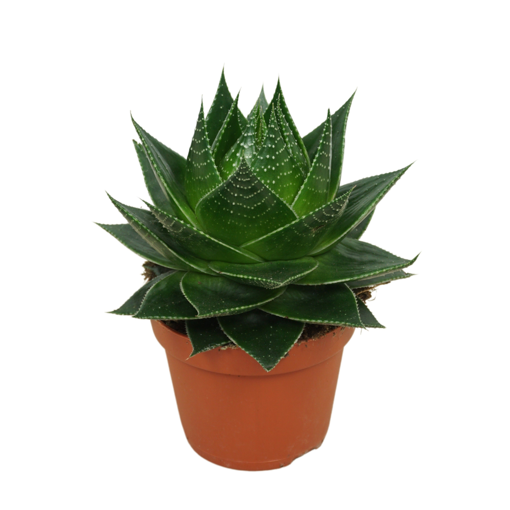 Aloë Cosmo 10,5 cm.