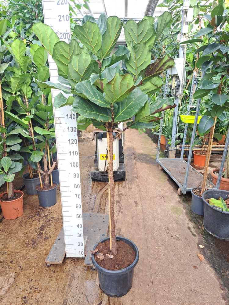 Ficus Lyrata stam 200.