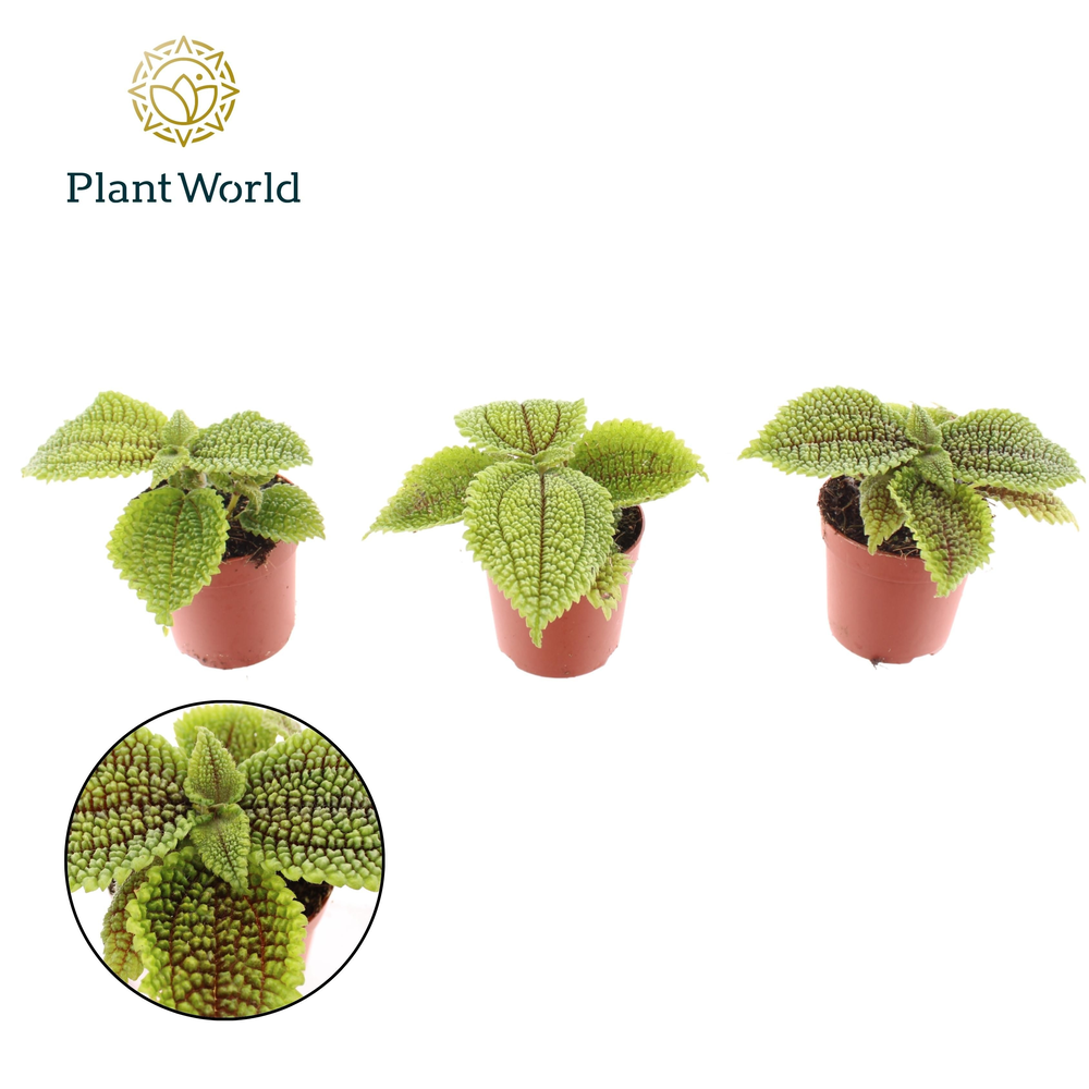 Pilea Moonvalley.