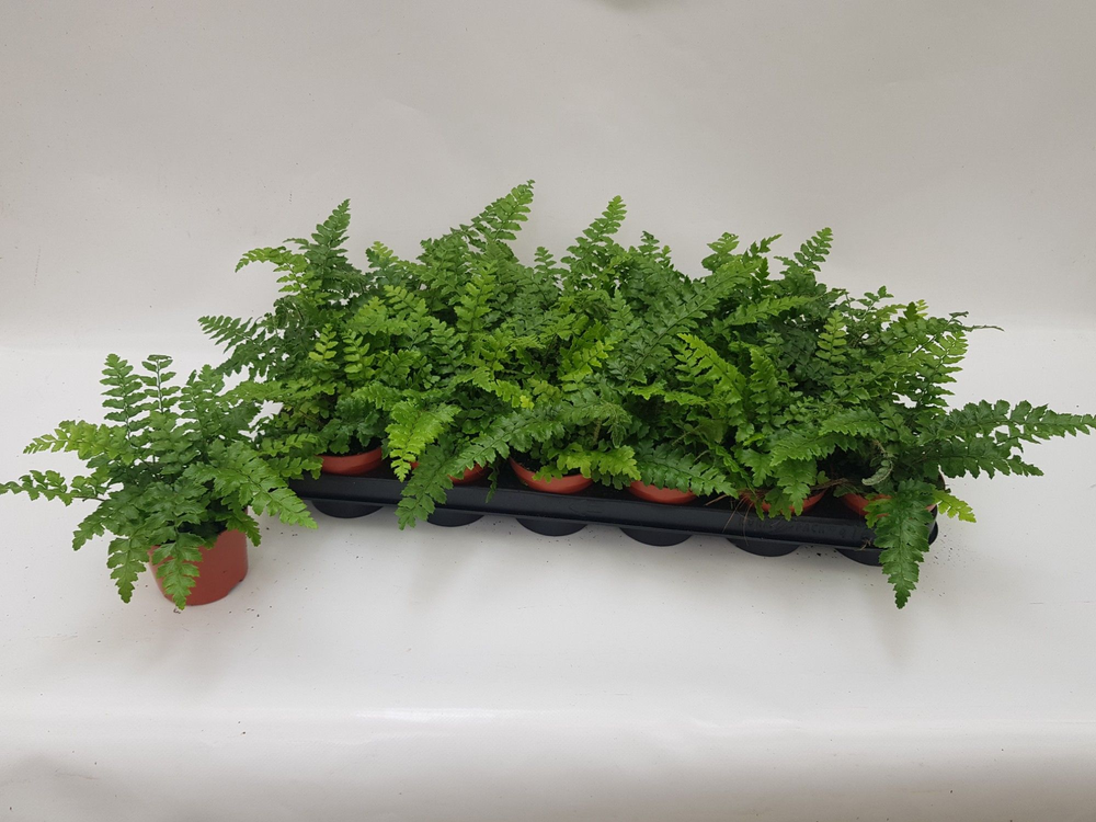 Athyrium Spicatum (compact) - De varen voor binnen.