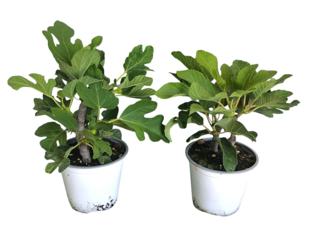 Ficus carica (2 planten per pot).