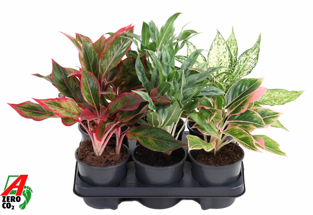 Mix aglaonema 13cm.
