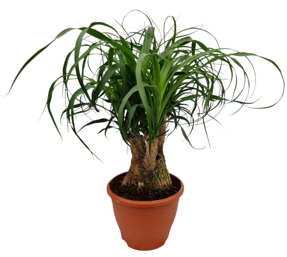 Beaucarnea 19 cm vertakt.