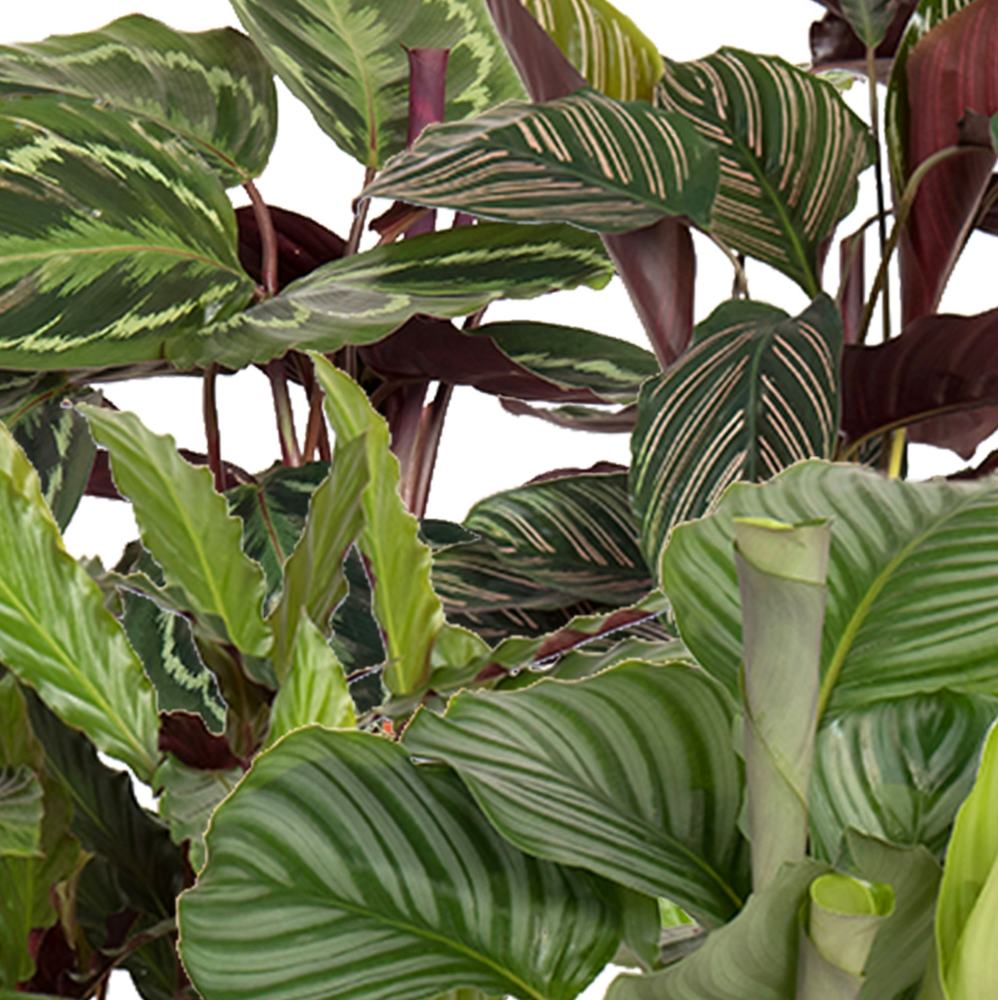 Calathea Gemengd p17.
