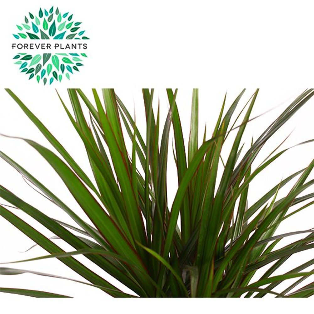 Dracaena Marginata p24, 75+30+10.