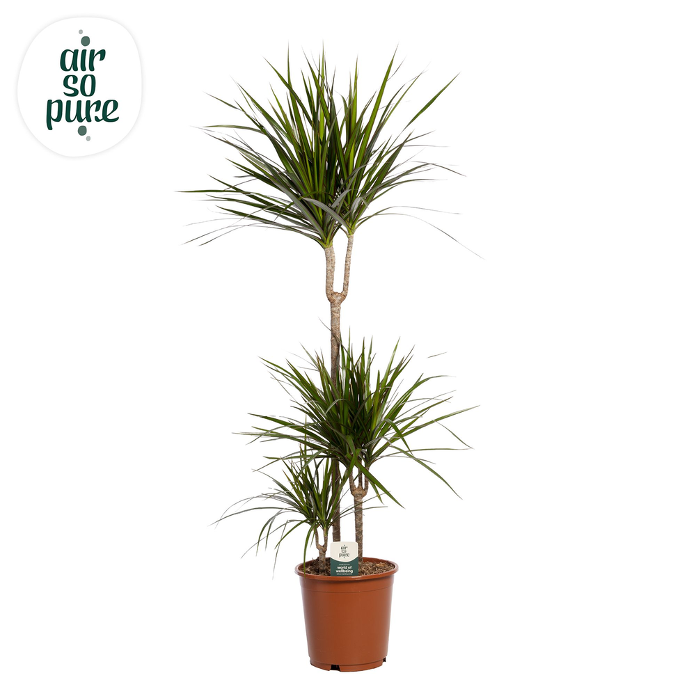 Dracaena Marginata p24 75+30+10 (Air so Pure).