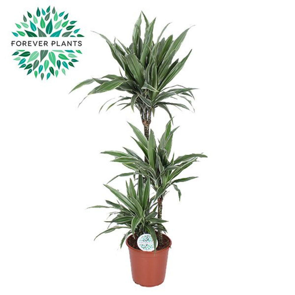 Dracaena Warneckei p24, 75+30+10.