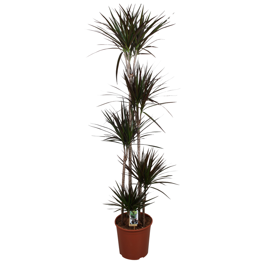 Dracaena Magenta 120-90-60-30-15.