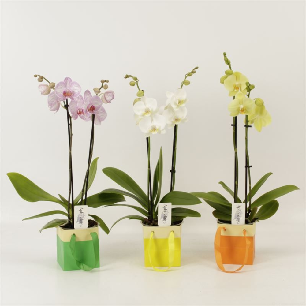 Phalaenopsis gemengd 2 tak gemengd shorty in pocco.