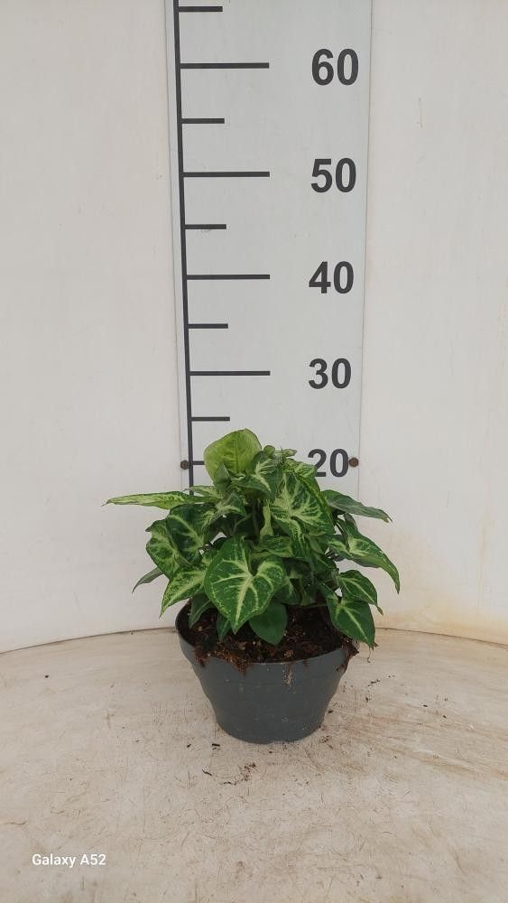 Syngonium Arrow P17 Bowl.