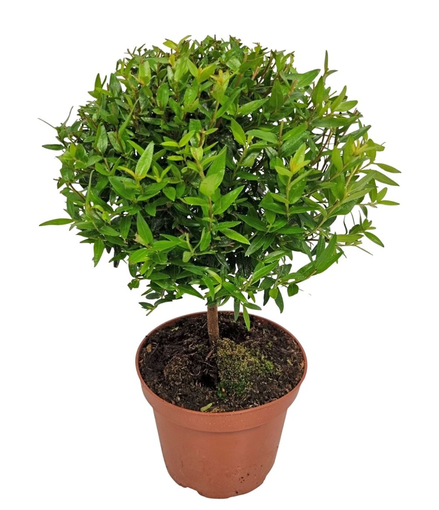 Myrtus Communis Stem.