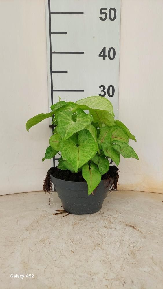 Syngonium Golden Allusion P17 Bowl.