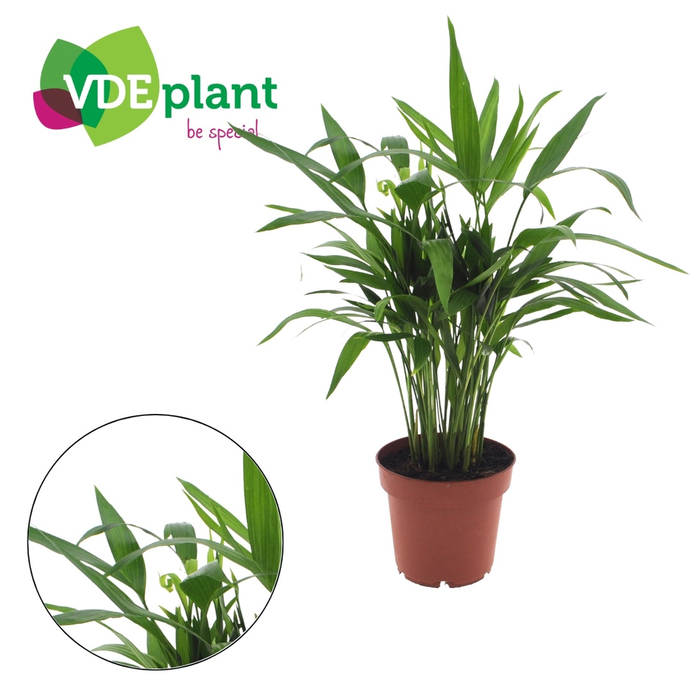 Dypsis lutescens (Areca) 12cm (zonder hoes).