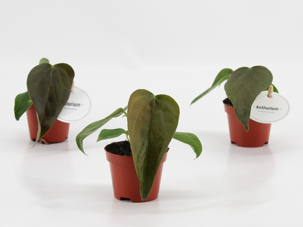 Anthurium Queen of Heart.