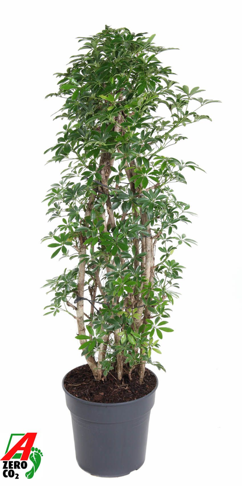 Schefflera Luseana P31.
