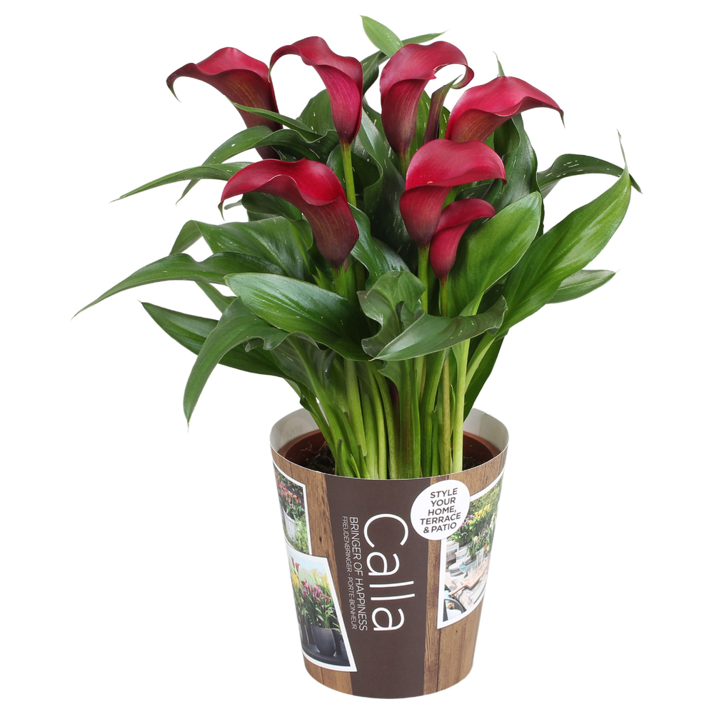 Zantedeschia Allure Calla rood met outdoor potcove.