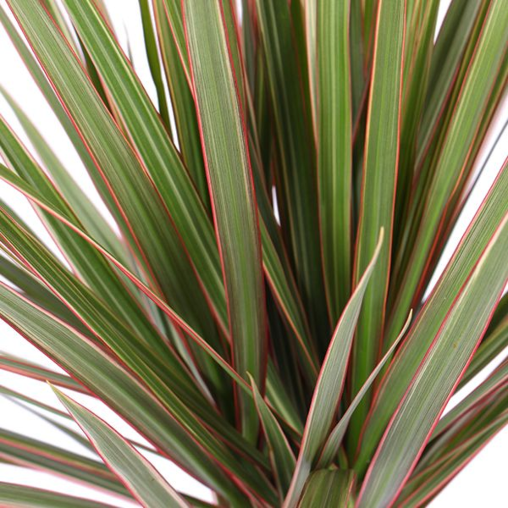Dracaena Bicolor p21, 45+15+10.