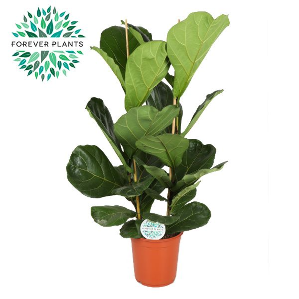 Ficus Lyrata, 2pp, p24.