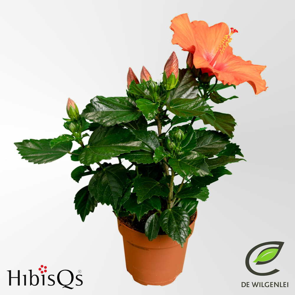 Hibisqs® rosa-sinensis 'Hera' p13.