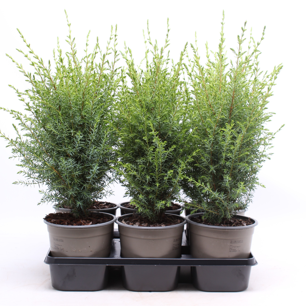Juniperus communis 'Hibernica'.