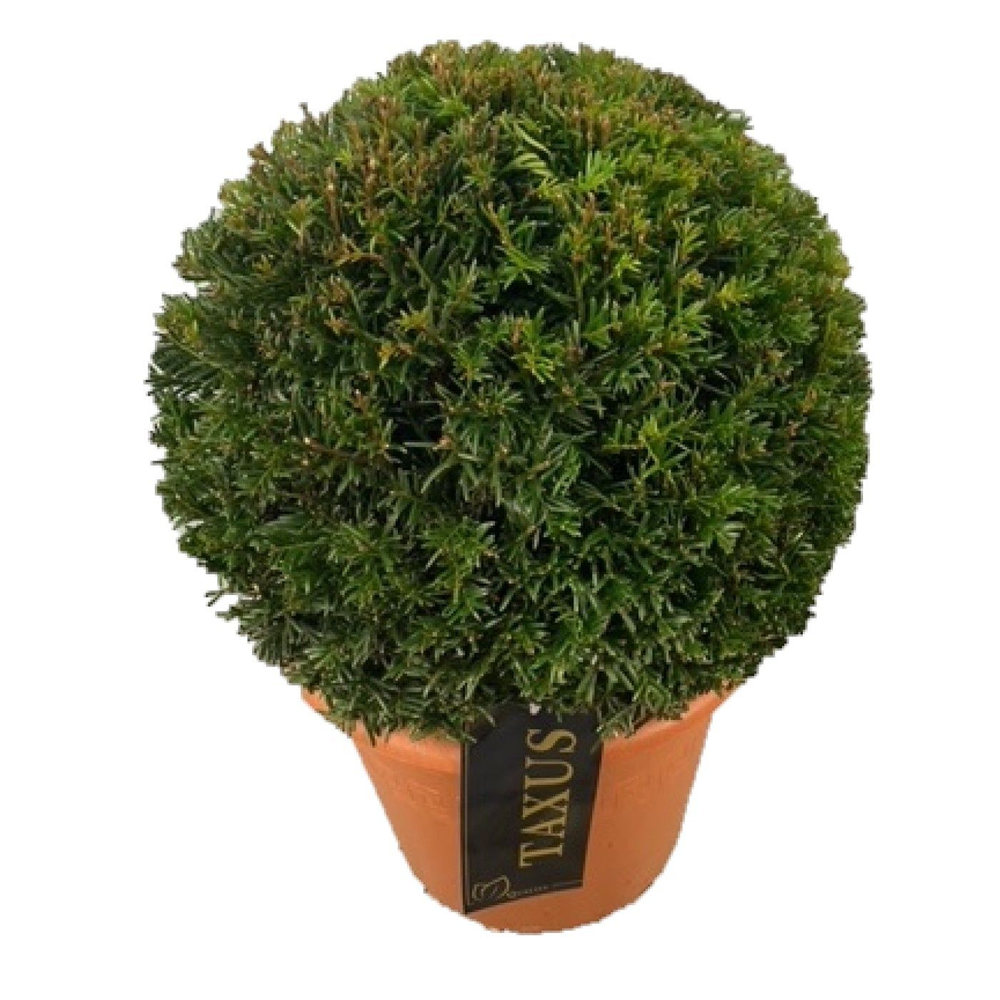 Taxus baccata Bol p28 (th) 40-+ ©.
