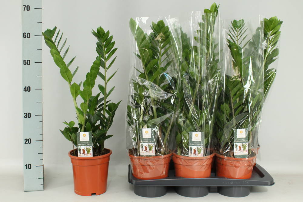 Zamioculcas 17cm.