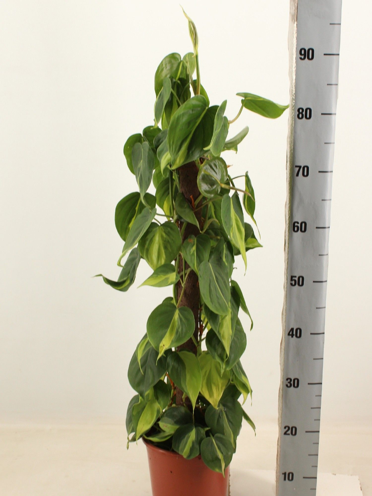 Philodendron brasil kratiste klimstok 80cm.