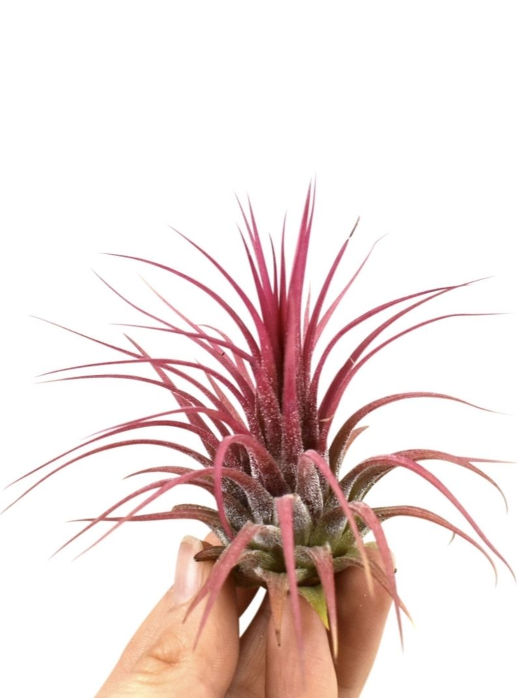 Tillandsia ionantha rood large.