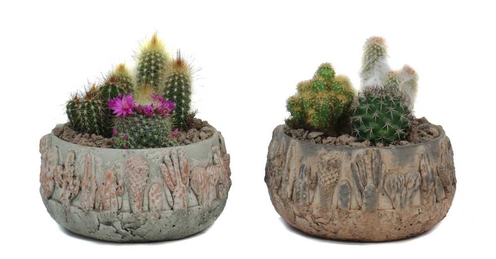 Cactus 8,5 cm in tacana schaal met lava steentj.