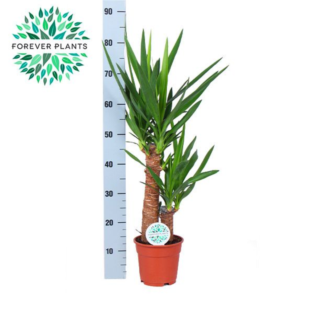 Yucca p17, 45+20 (2+ KOP).