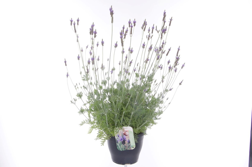 Lavandula Blue Wonder.