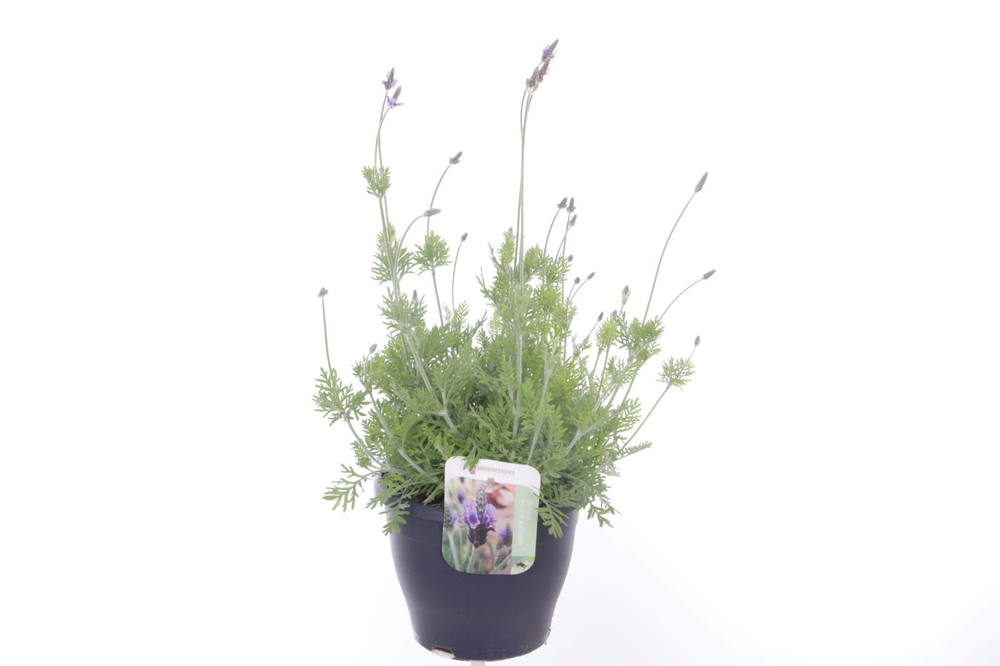 Lavandula Blue Wonder.