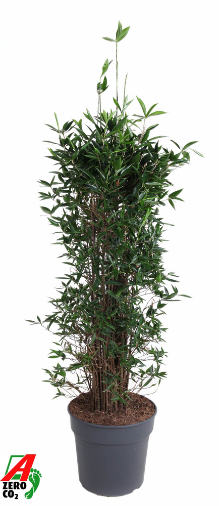 Dracaena Surculosa bush P34.