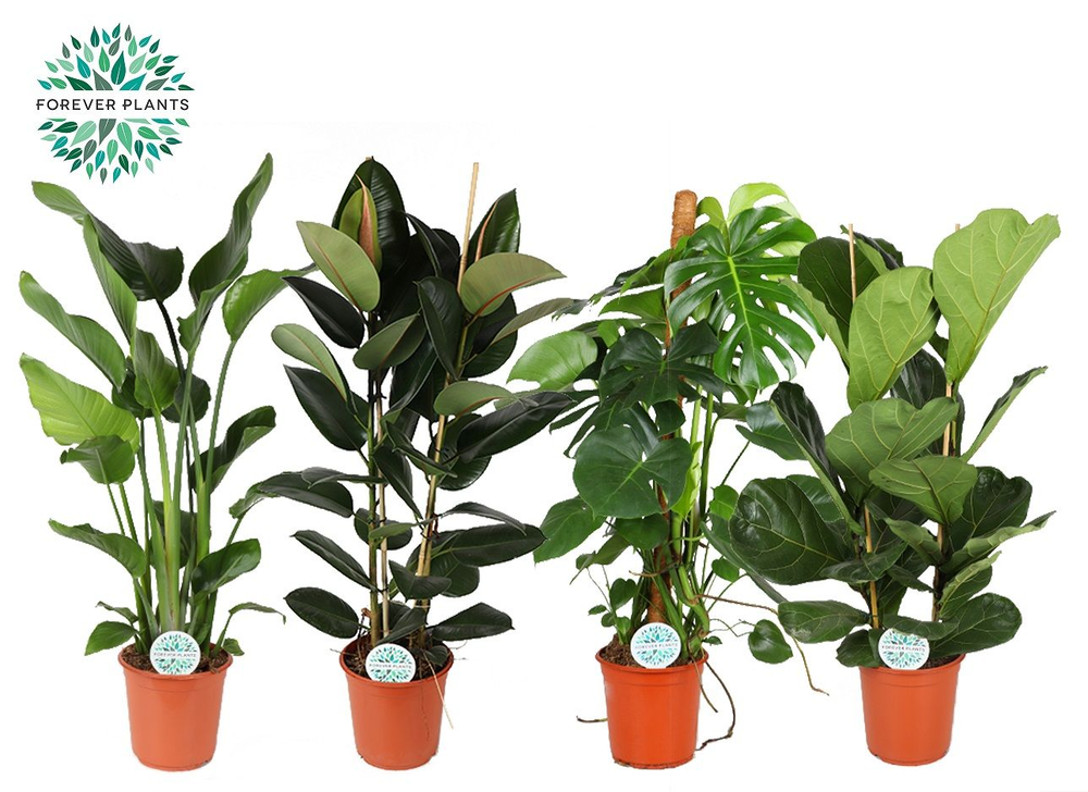 Groenmix Forest p24.