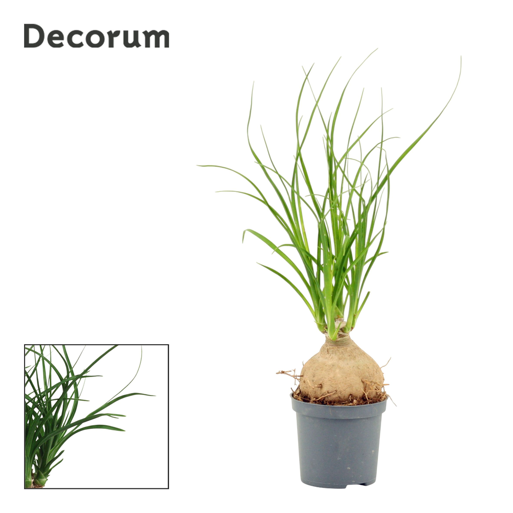 Beaucarnea bol 7 cm (Decorum).