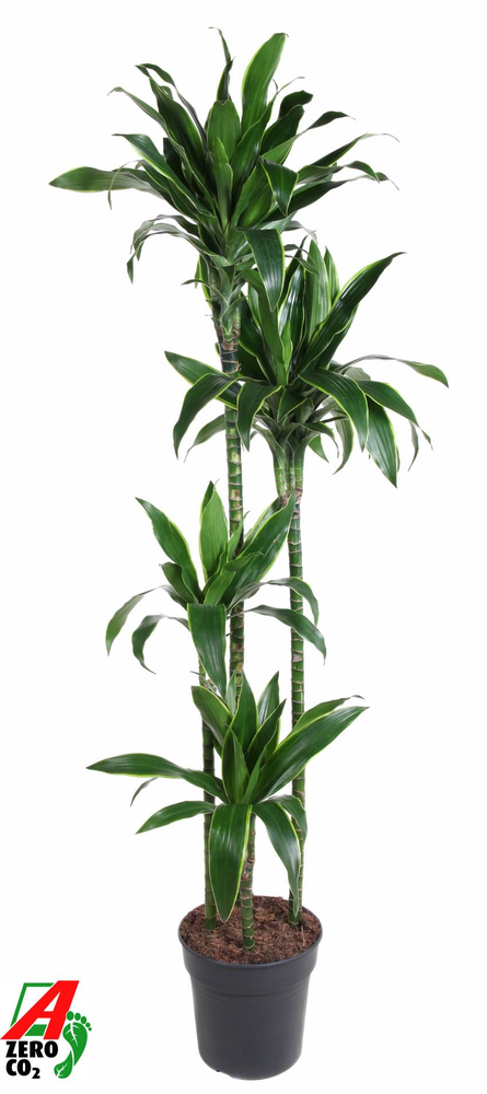 Dracaena Arturo 120-90-60-30.