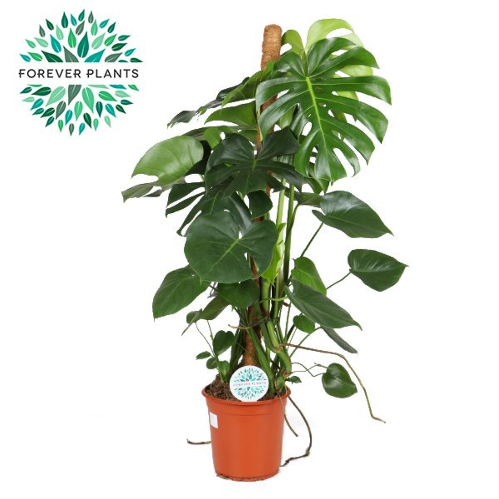 Monstera Deliciosa MOSSTOK p24.