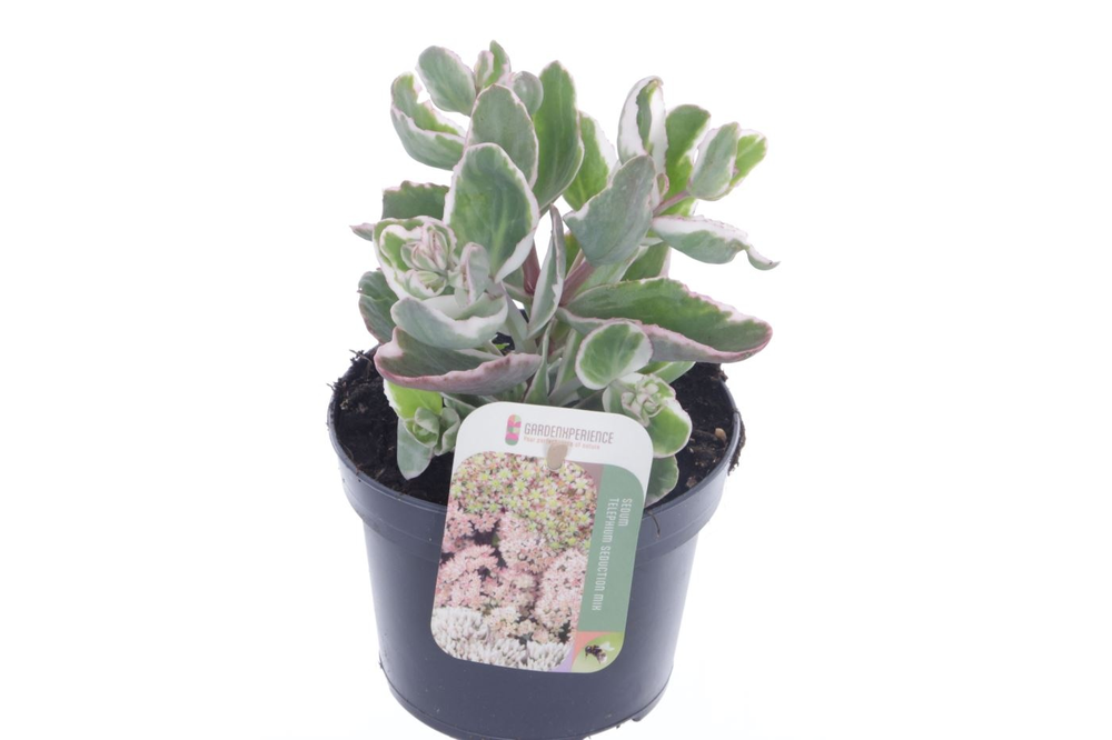 Sedum telephium La Vie en Rose.