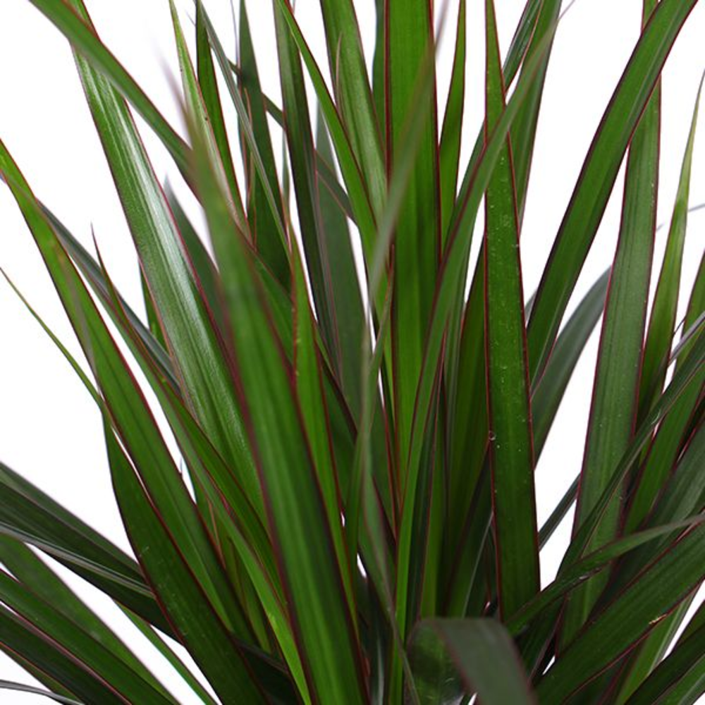 Dracaena Marginata p21, 45+15+10 (Air so Pure).