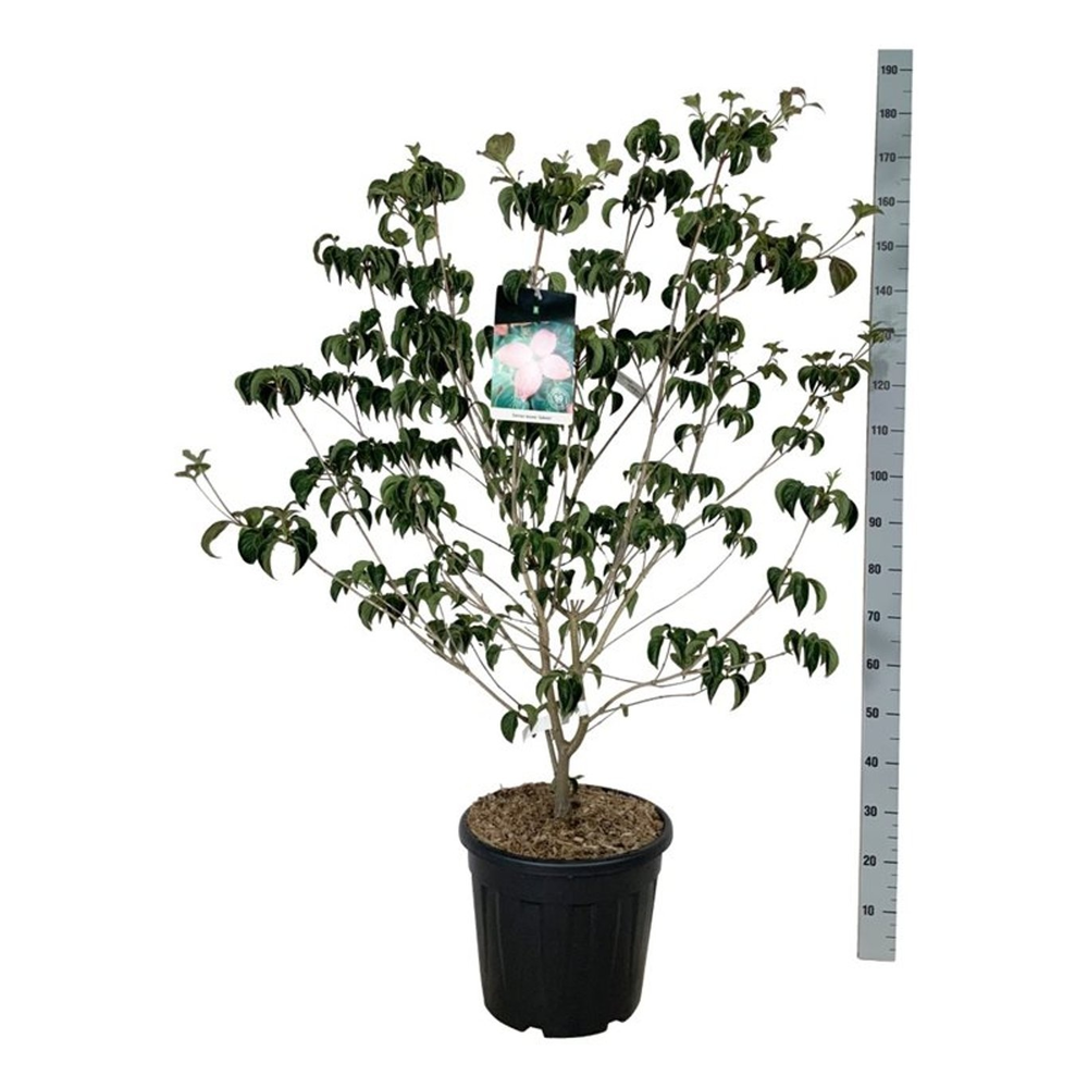 Cornus kousa 'Satomi'.