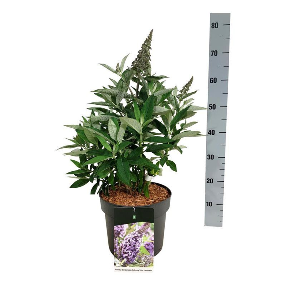 Buddleja d. B. Candy Lila Sweeth..