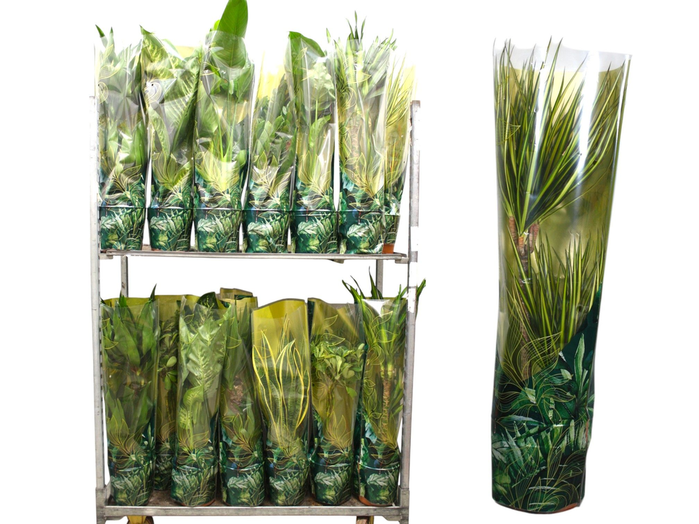 Plantenmix p21 Jungle-hoes.