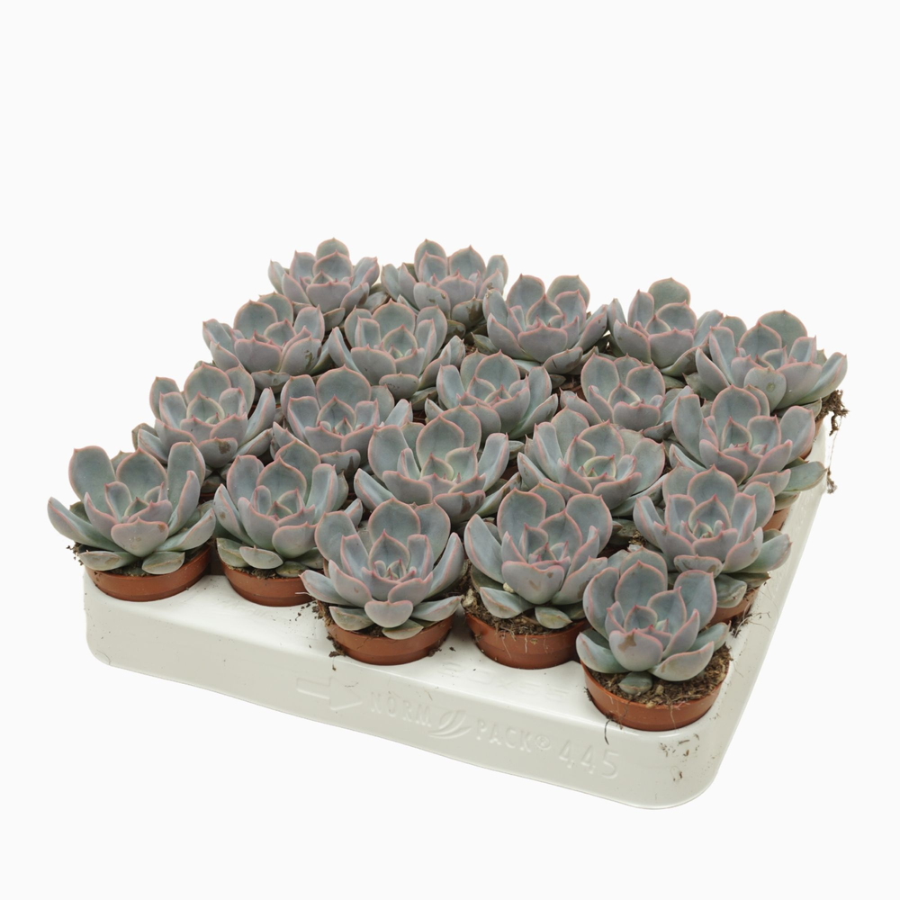 Echeveria orion 5,5 cm.
