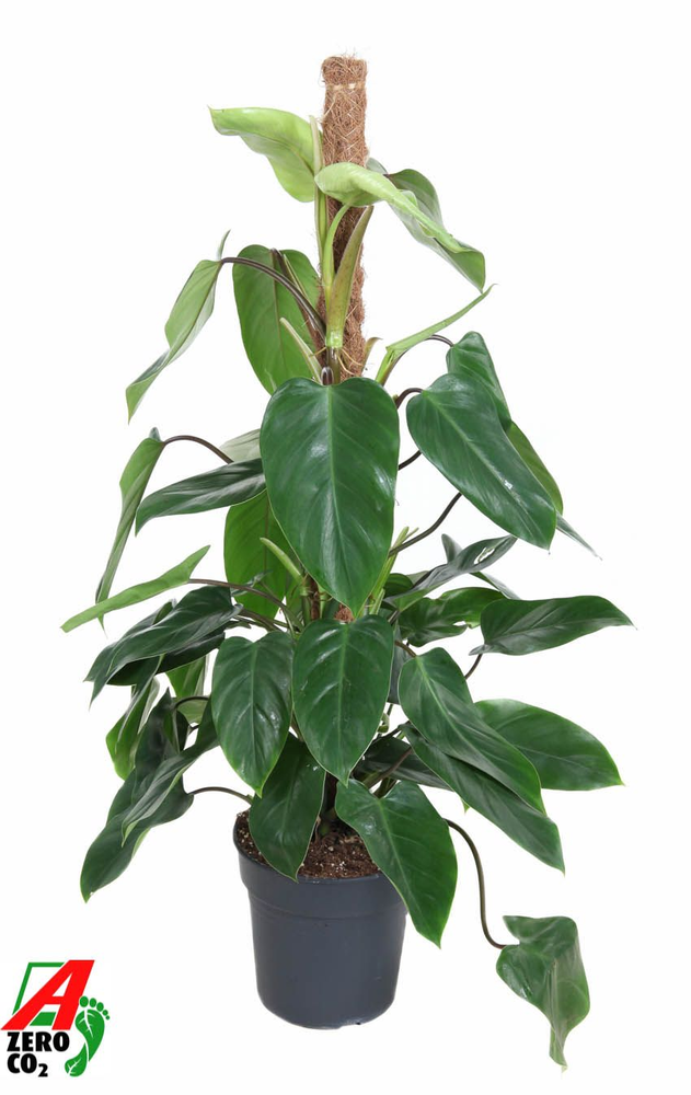 Philodendron Emerald Queen mosstok P21 (NO GAP).
