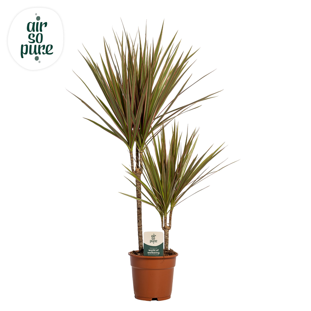 Dracaena Bicolor p17, 30+10 (Air so Pure).